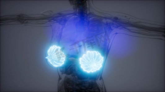 3D呈现了一位肥胖妇女乳腺的医学精准图解。一例肥胖妇女乳腺的医学精确图示