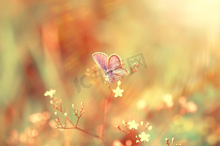 春色蝴蝶以花朵为背景，复古色调为底色，夏日蝴蝶自然秀丽
