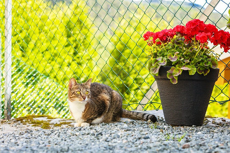 动物棕色虎斑猫享受自己在花园的户外，在阳光下温暖。猫享受自己户外