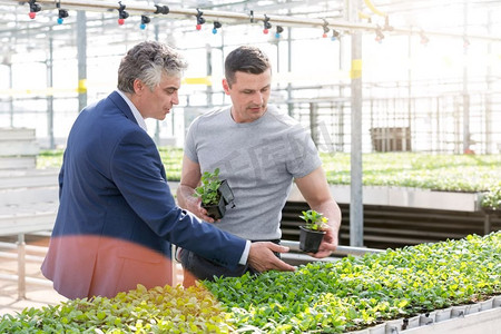 温室主与植物学家讨论植物苗圃中的草药苗