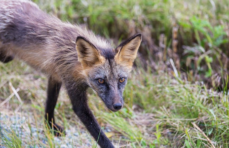 狐狸红色狐狸（Vulpes vulpes）画象在绿色背景在夏季