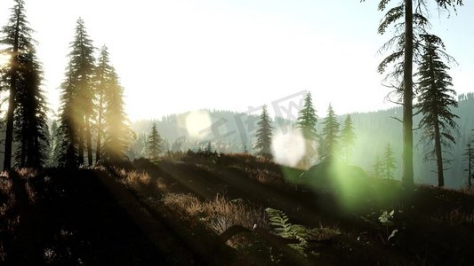 sunbeam摄影照片_清晨的光和雾在树林中飘荡