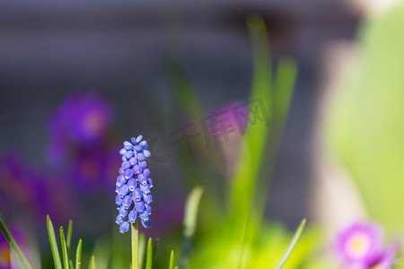 美丽的花园春花