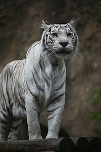 白色白化虎