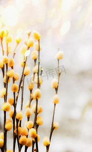 清新的春天自然背景，杨柳树枝和毛茸茸的黄色柳絮在bokeh，正视与复制空间。Pussy Willow作响时间背景