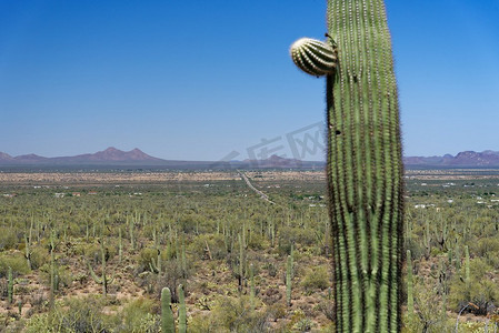 阿夫拉谷，亚利桑那州，前景中有一个saguaro仙人掌