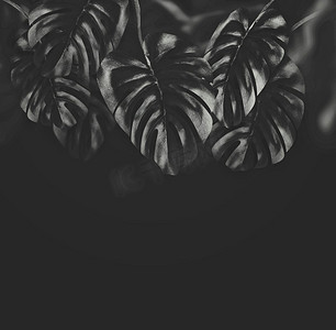 黑色黑色边框摄影照片_黑色，热带，悬挂，树叶，Monstera，黑色，背景，边框