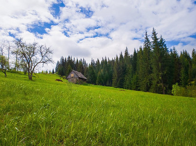 木屋在山上，阳光明媚的春日与绿草草甸。在乌克兰Yablunytsya山上的常青冷杉林。