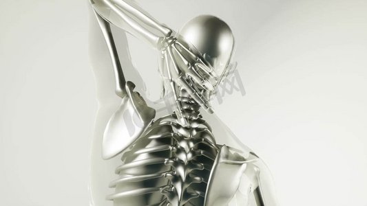 人体骨骼疼痛摄影照片_人体骨骼与器官模型的医学。带器官的人体骨骼骨骼模型