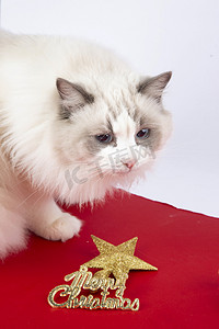 宠物甜美布偶猫仙女猫美貌圣诞