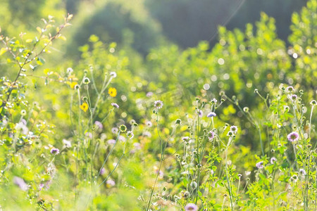 花草装饰背景摄影照片_阳光明媚的一天在鲜花草地上。美丽的自然背景。