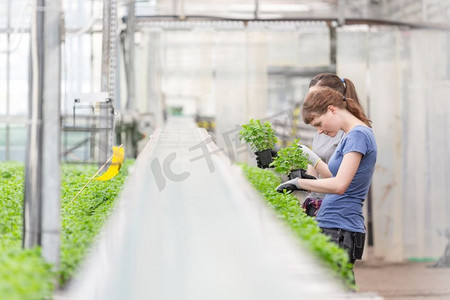 女植物学家在植物苗圃检查草药幼苗