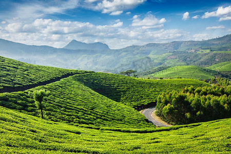 希尔摄影照片_清晨的绿茶种植园，印度喀拉拉邦，Munnar。印度喀拉拉邦Munnar茶园