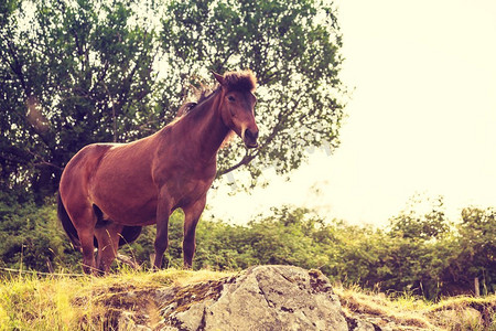 德牧摄影照片_草地上的马。宁静的乡村场景..牧场上的马。
