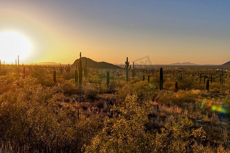 黄昏时的Saguaro仙人掌，背景中可见10号州际公路