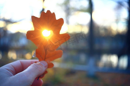 秋天的心在橡树黄叶/心脏标志在秋天装饰，概念秋天的爱，走在公园
