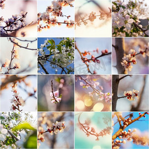 春天背景—开花的树在花园集合 