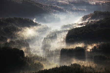 神奇植物摄影照片_在日出的神奇迷雾森林。美丽的自然景观。