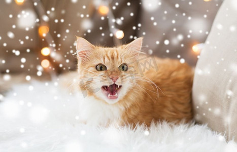 冬天猫摄影照片_宠物，圣诞节，冬天和hygge概念—红色虎斑猫在羊皮上在家里在雪。圣诞节的红花斑猫在家