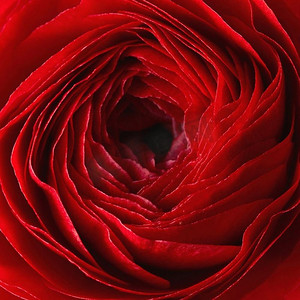 一朵红毛茛花的特写,美丽的图案,玫瑰花瓣的背景,情人节的概念.