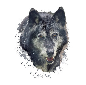 黑色狼头摄影照片_木材狼的数字绘画在白色背景的水彩例证