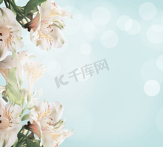 散景摄影照片_白色花在浅蓝色背景与绿色叶子和散景。抽象花卉背景。春天自然