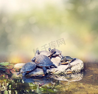 在岩石上摄影照片_佛罗里达湿地中的海龟在岩石上晒太阳