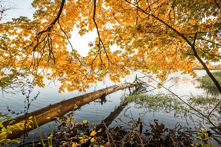 挂水摄影照片_秋天挂在湖面上的木头，上面挂着金色的秋叶