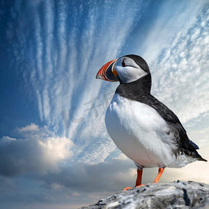 海氏海诺logo摄影照片_美丽的大西洋海雀或Comon海雀Fratercula Arctica在诺森伯兰英格兰在明亮的春日