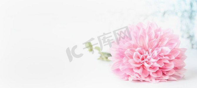 淡彩摄影照片_粉色淡花朵以白色为背景，横幅带有复制空间，可用于问候、自然、园林或化妆品概念模板