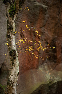 令人惊叹的五颜六色充满活力的森林林地秋天风景在山顶区在英格兰