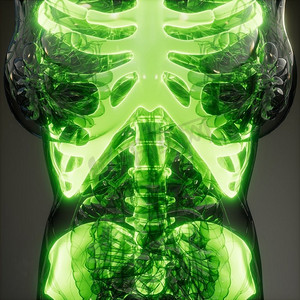 人体脊柱头骨摄影照片_人体骨骼的医学图像。透明人体，骨骼可见