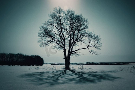 冬天田野里的一棵孤独的树