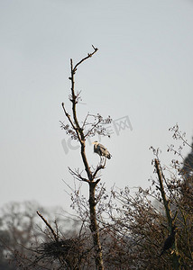 灰色苍鹭Ardea cinerea野生鸟类筑巢在冬天裸露的树木
