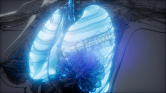 人体肺部发光的科学解剖扫描人体肺放射学检查