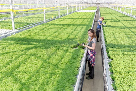 植物学家摄影照片_全长的女植物学家站在苗圃的过道上检查草药