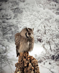 画室背景摄影照片_雪冬背景下画室中南方白脸凤头鹰的美丽肖像