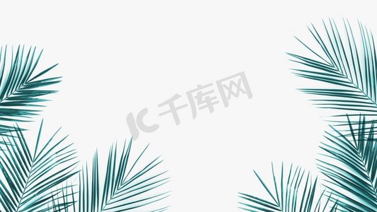 横幅植物摄影照片_ 横幅，图案，框架，性质