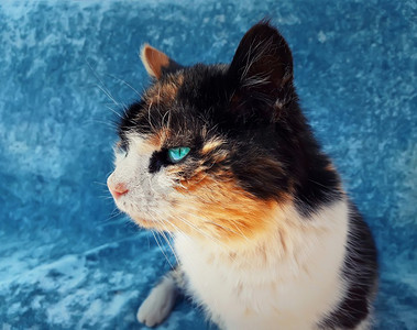 蓝眼睛和斑点皮毛的偷偷摸摸的家猫坐在沙发上,期待着细心.