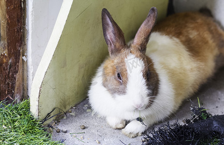 白棕花色兔子可爱