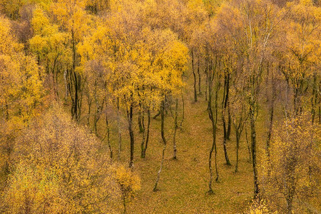 令人惊叹的秋季金叶白桦林英国山顶区上帕德利峡谷景观