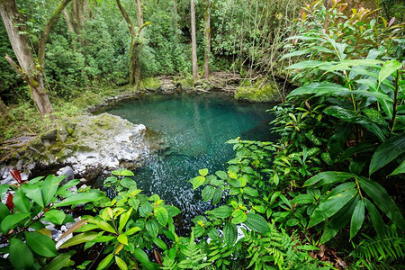 夏威夷岛上绿色热带丛林中的淡水池