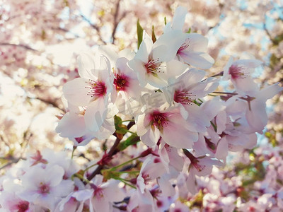  粉红色，树，春天，花