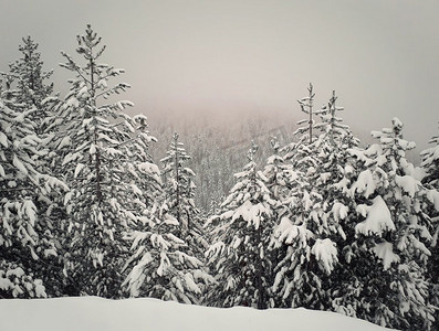 雪覆盖冷杉森林在雾背景在山。风景如画的冬季雪景