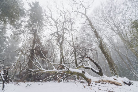 秋天的树在一个有雾的森林在冬天与高大的树在雾