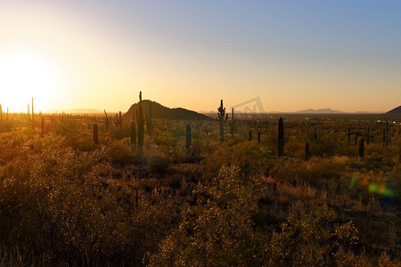 黄昏时的Saguaro仙人掌，背景中可见10号州际公路