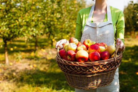 春天水果摄影照片_一名年轻女子拿着装有有机苹果的篮子。收割水果，收割季节，收文地点。年轻女子拿着装满苹果的编织篮子