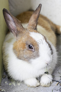 白棕花色的长耳朵兔子