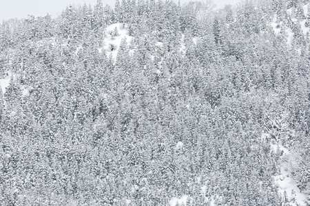 日本白川吾中部松林冬季景观