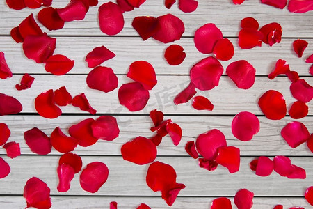 爱，浪漫，情人节和假日概念—关闭红色玫瑰花瓣。红玫瑰花瓣特写